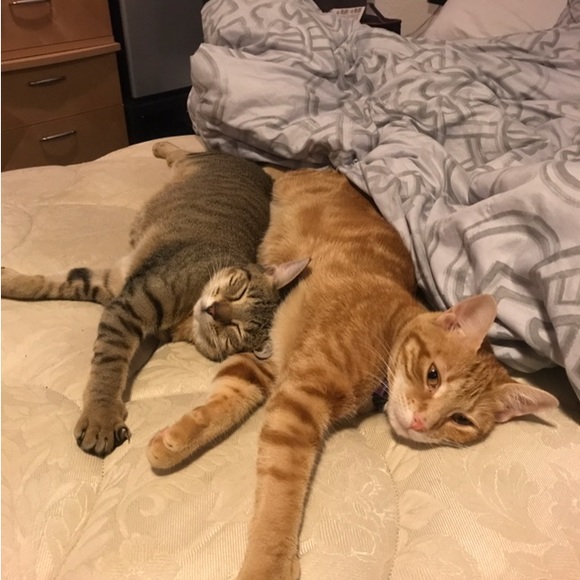 Meet your Posher, Suzie - Picture 15 of 16